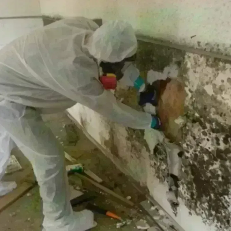 Mold Remediation and Removal in Grant County, WI